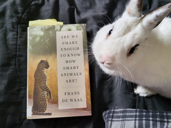 The book Are Smart Enough to Know How Smart Animals Are? by Frans De Waal lays flat on a bedspread. A white rabbit with brown markings sits beside it, looking up at the camera.