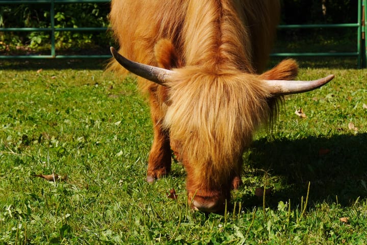 A ginger-coloured cow with long horns and long hair on top of their head grazes on short grass.